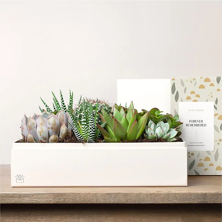 Lula's Garden - Sympathy Premium Gardens