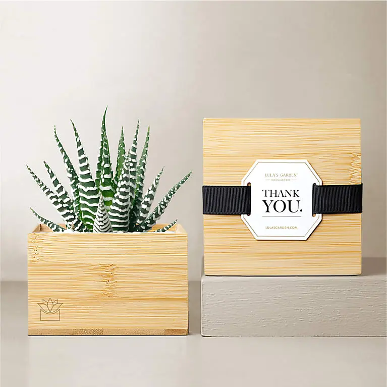 Lula's Garden - Thank You Bamboo Gardens