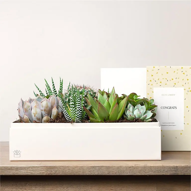 Lula's Garden - Congratulations Premium Gardens