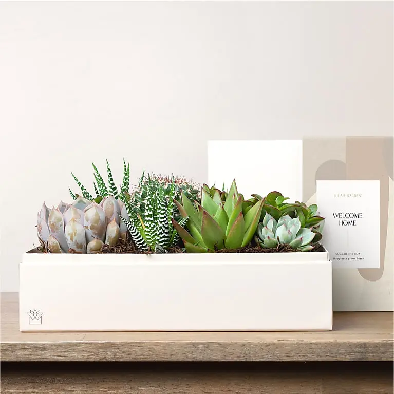 Lula's Garden - Housewarming Premium Gardens