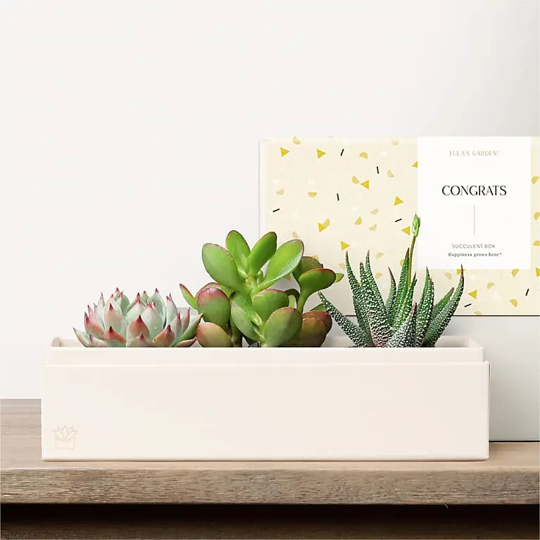 Lula's Garden - Congratulations Deluxe Gardens
