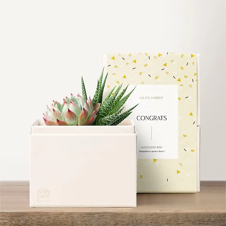 Lula's Garden - Congratulations Petite Gardens