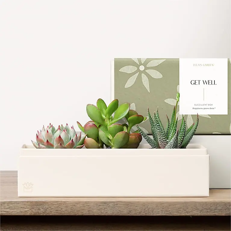 Lula's Garden - Get Well Deluxe Gardens