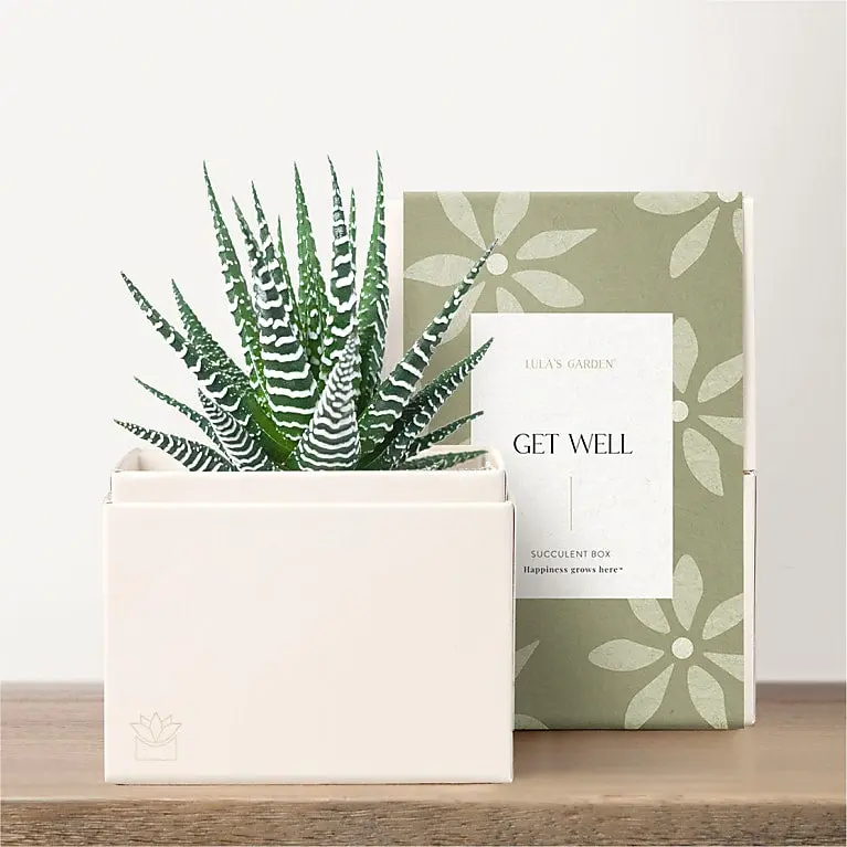 Lula's Garden - Get Well Petite Gardens
