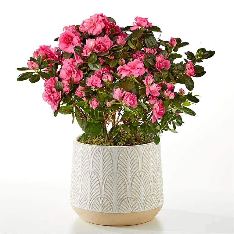 Petaled Pink Azalea