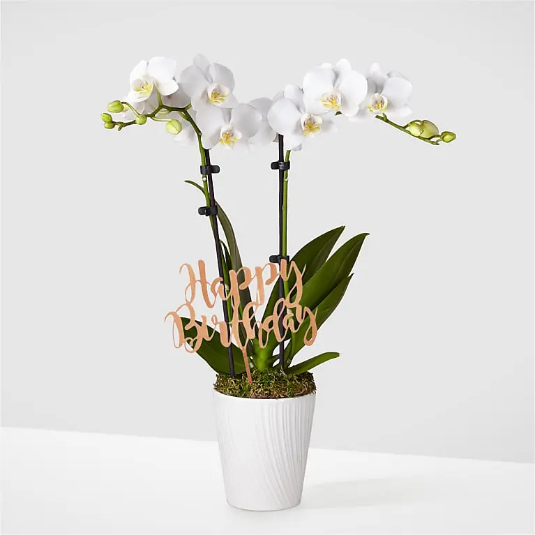 Birthday Bliss White Orchid