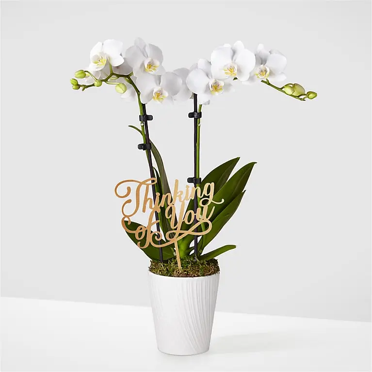 Thinking of you White Orchid