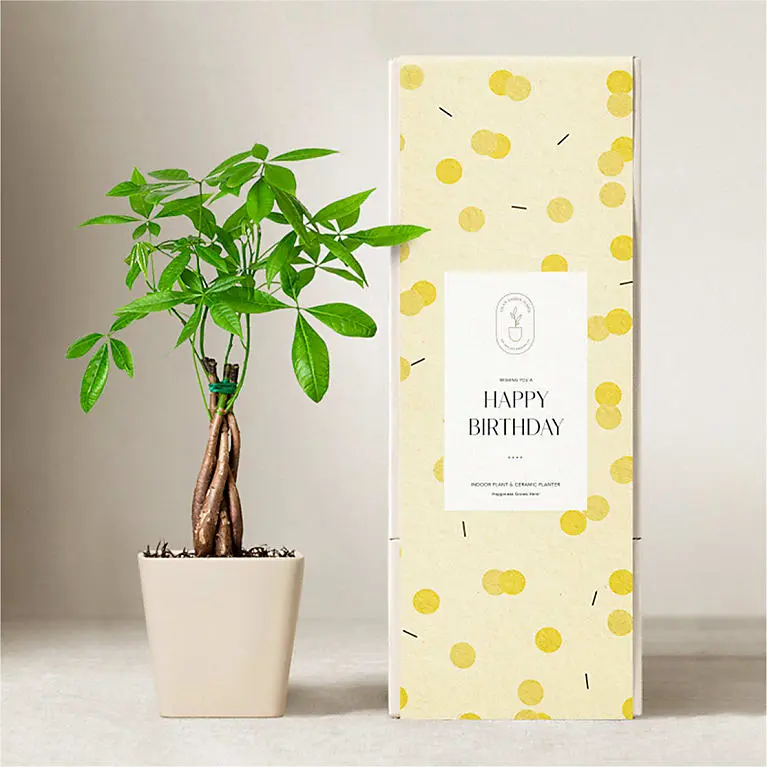 Lula's Garden Money Tree Plant - Happy Birthday