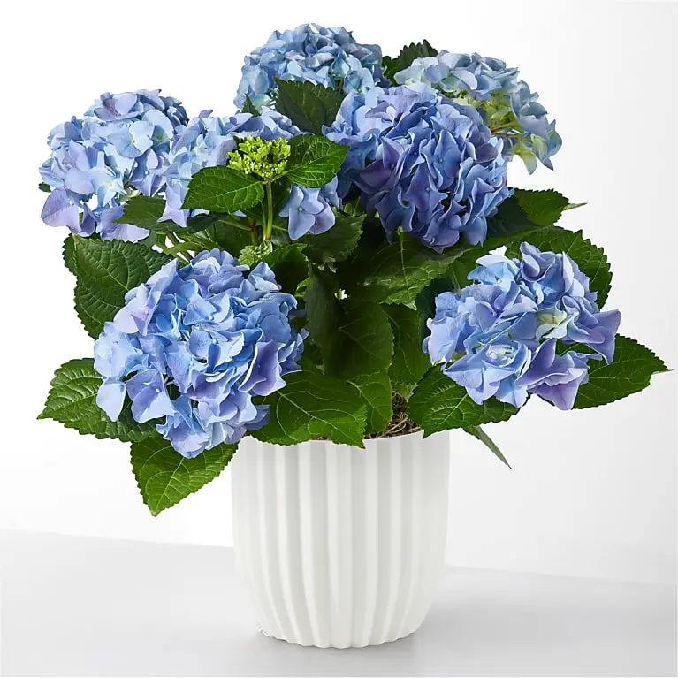 Beyond Blue Hydrangea