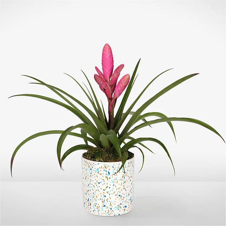 Stunning Pink Bromeliad