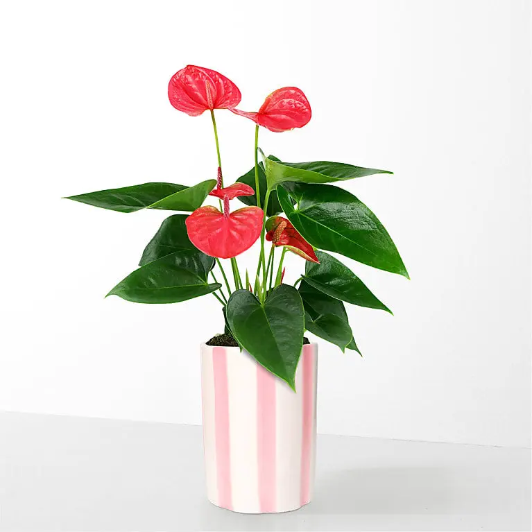 Sending Love Pink Anthurium