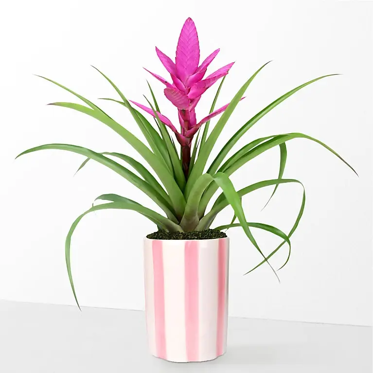 Sunburst Bloom Pink Bromeliad