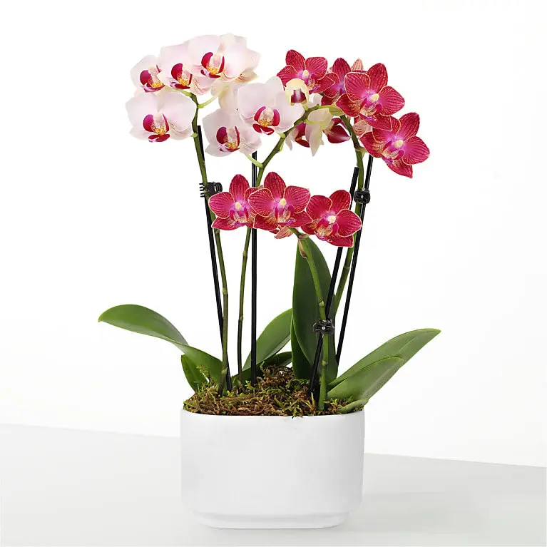 Let Love Grow Mini Orchid Duo