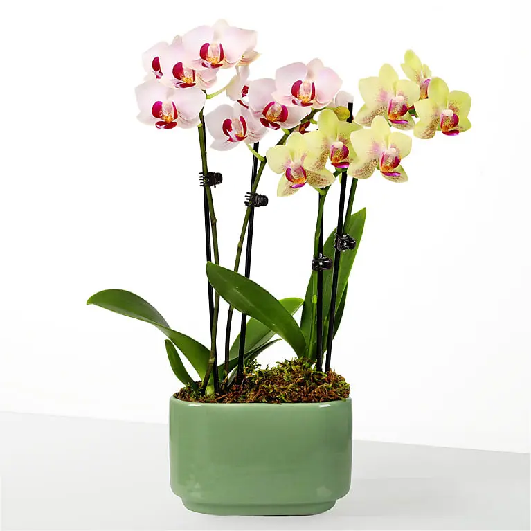 Blooming Embrace Mini Orchid Duo