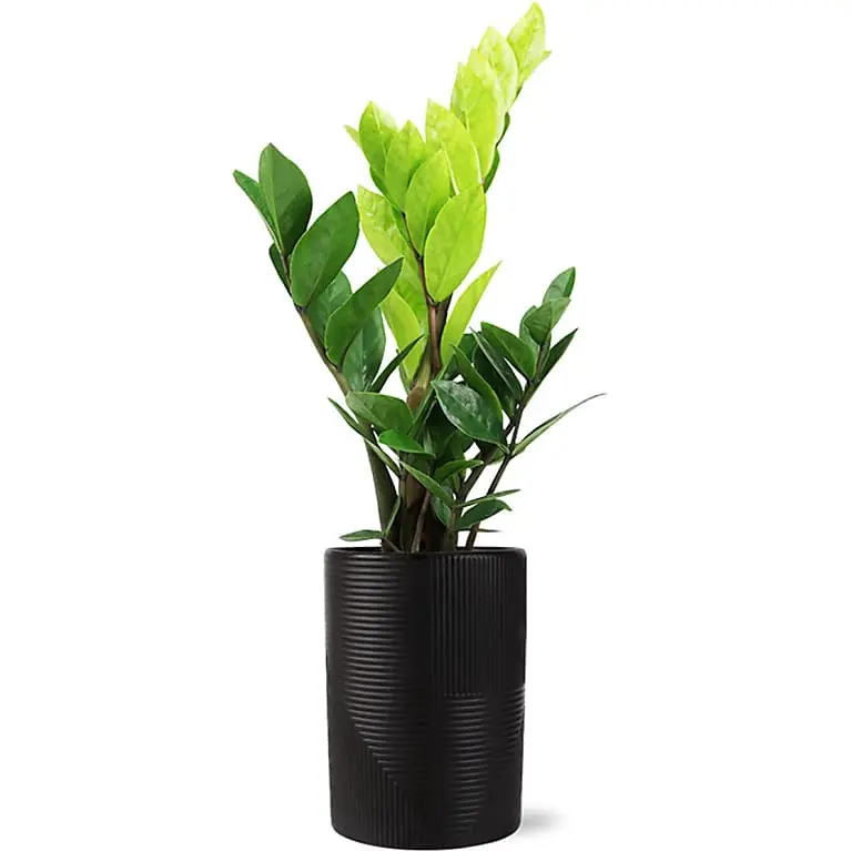 Modern ZZ Plant