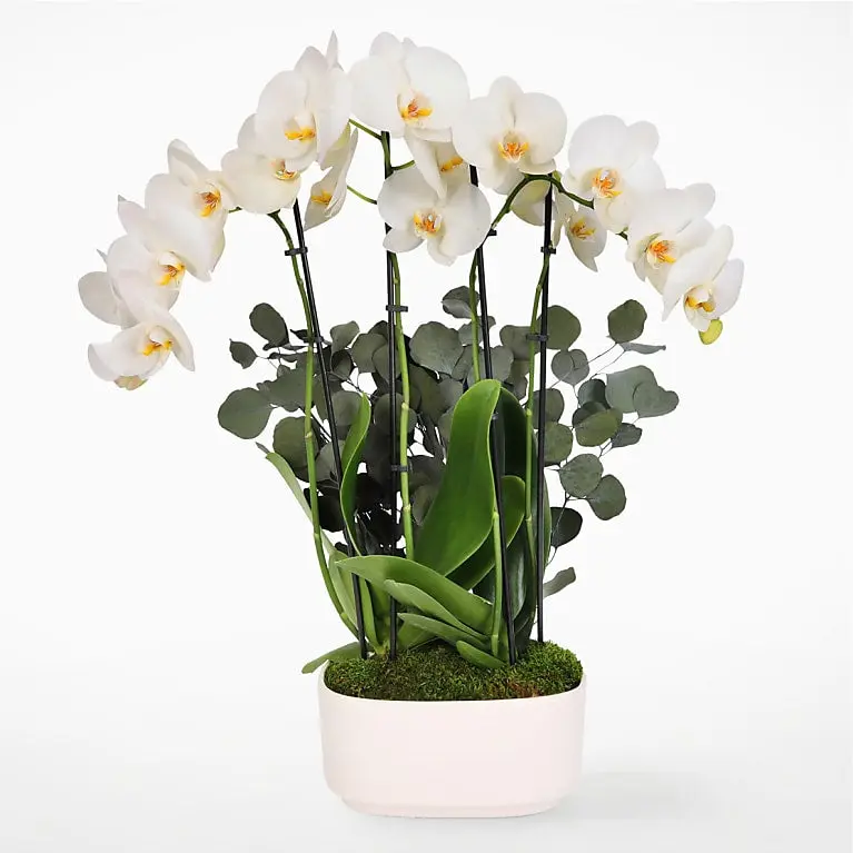 Ivory Grace Orchid Garden