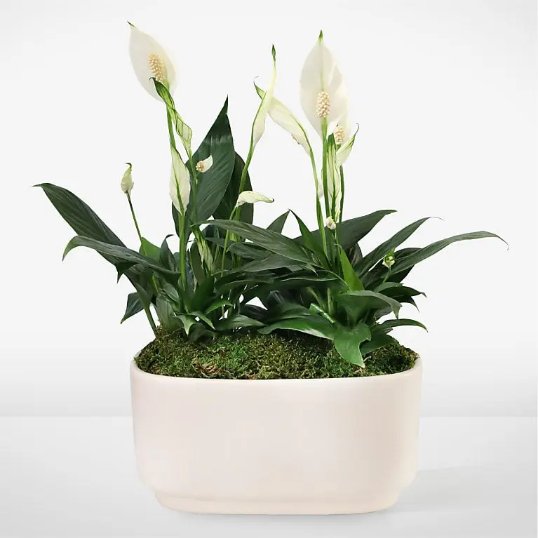 Serene White Peace Lily