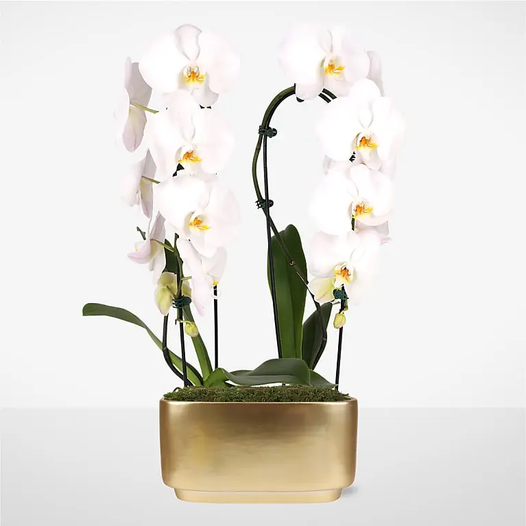 White Waterfall Orchid Garden