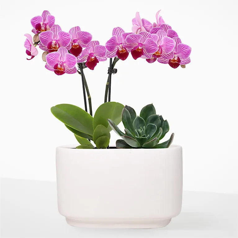 Blushing Pink Mini Orchid & Succulent Duo