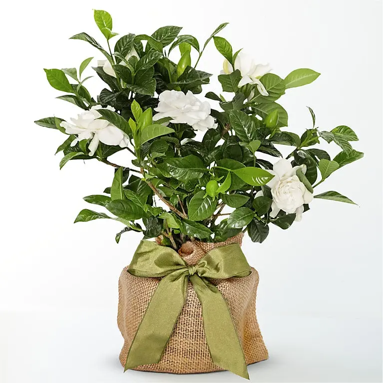 Graceful Gardenia Plant