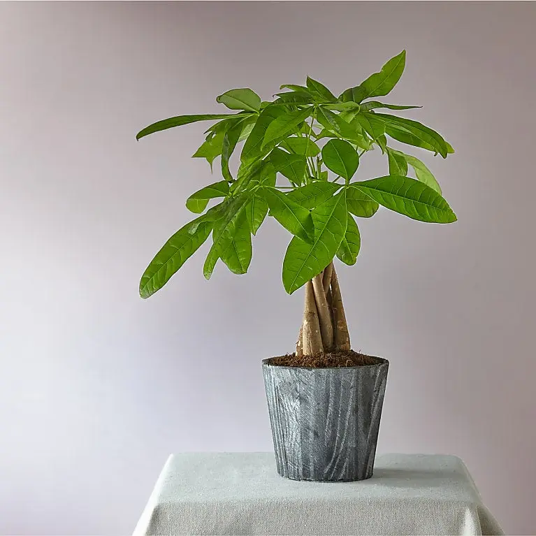 Lucky Day Money Tree