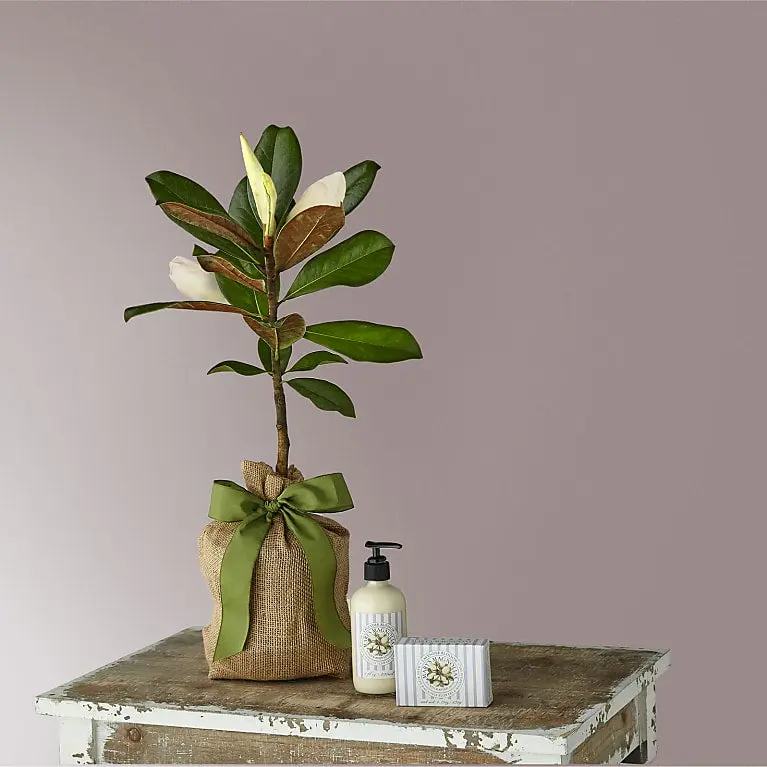 Magnolia Sapling with Lavender Soap & Lotion Duet