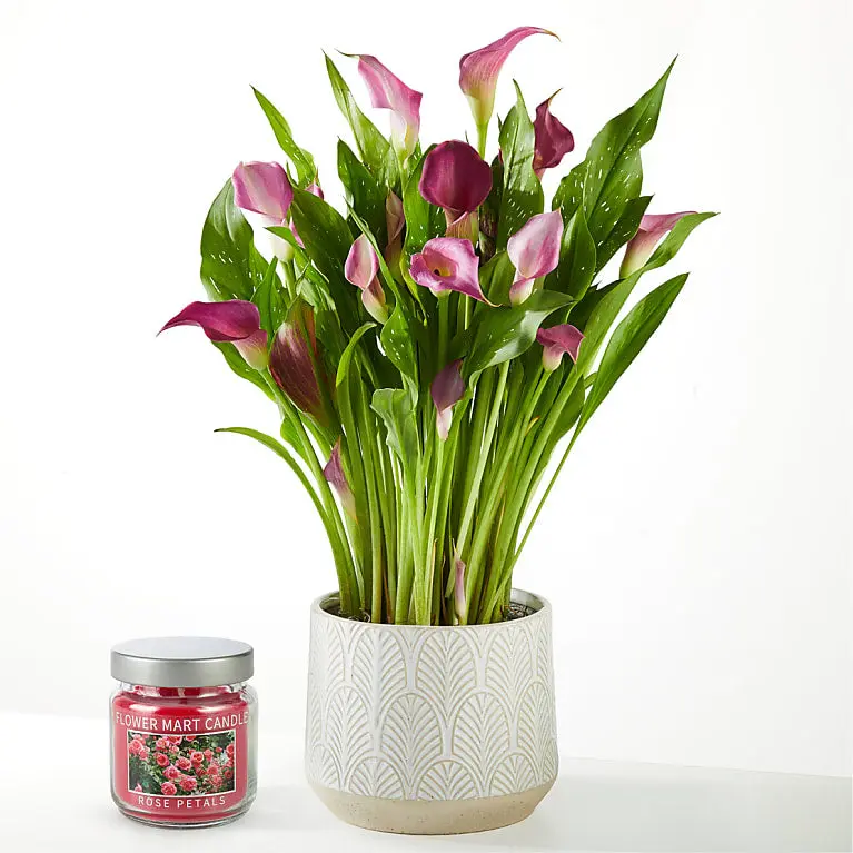 Loving Bloom Purple Calla Lily Plant with Candle