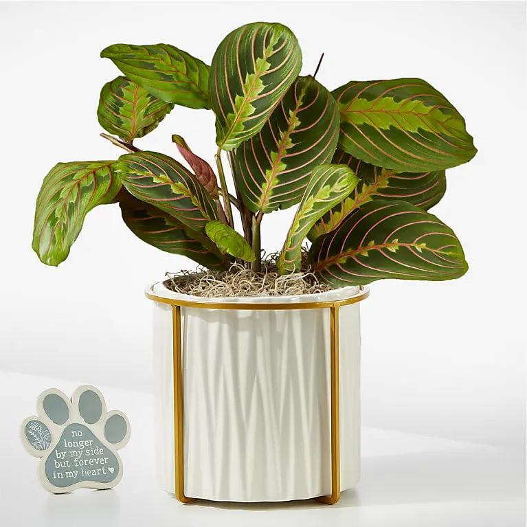 Peaceful Prayer Plant with Pet Memorial Plaque