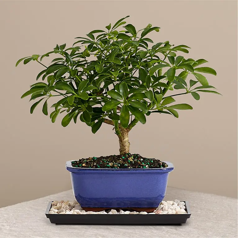 Indoor Hawaiian Umbrella Bonsai