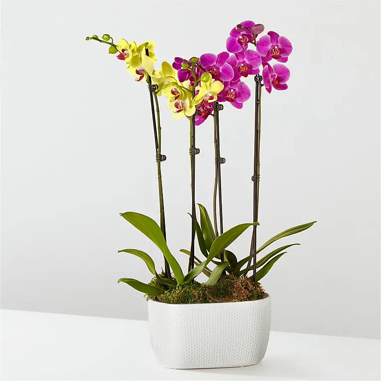 Purple & Yellow Orchid Garden