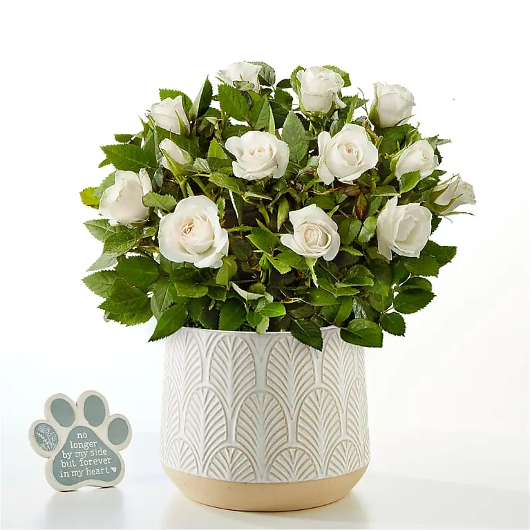 Pure and True White Rose with Pet Memorial Plaque