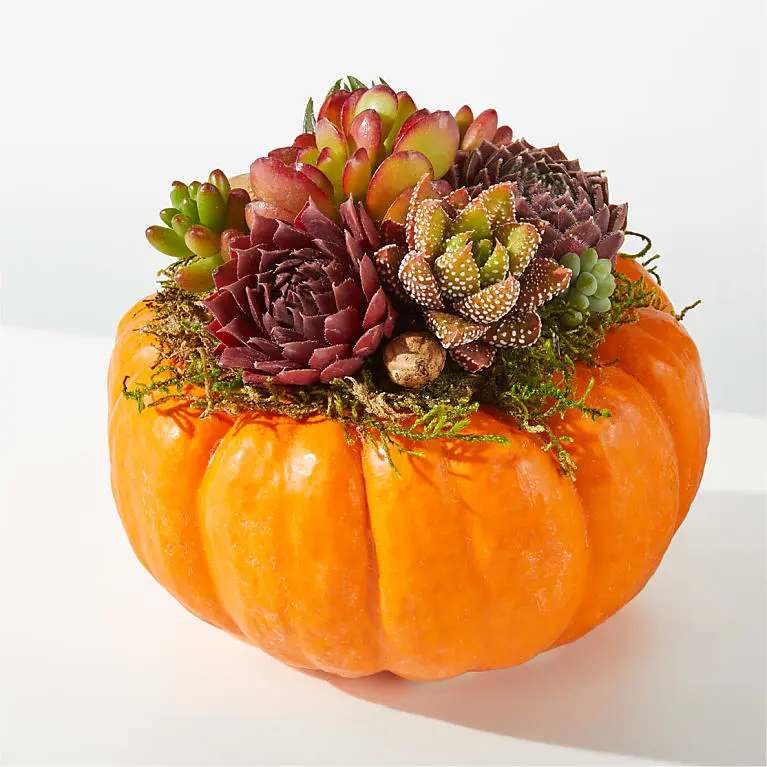 Live Pumpkin Succulent Garden Mini