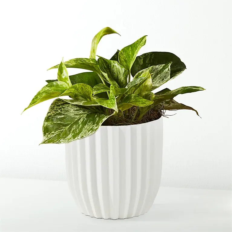 Golden Pothos