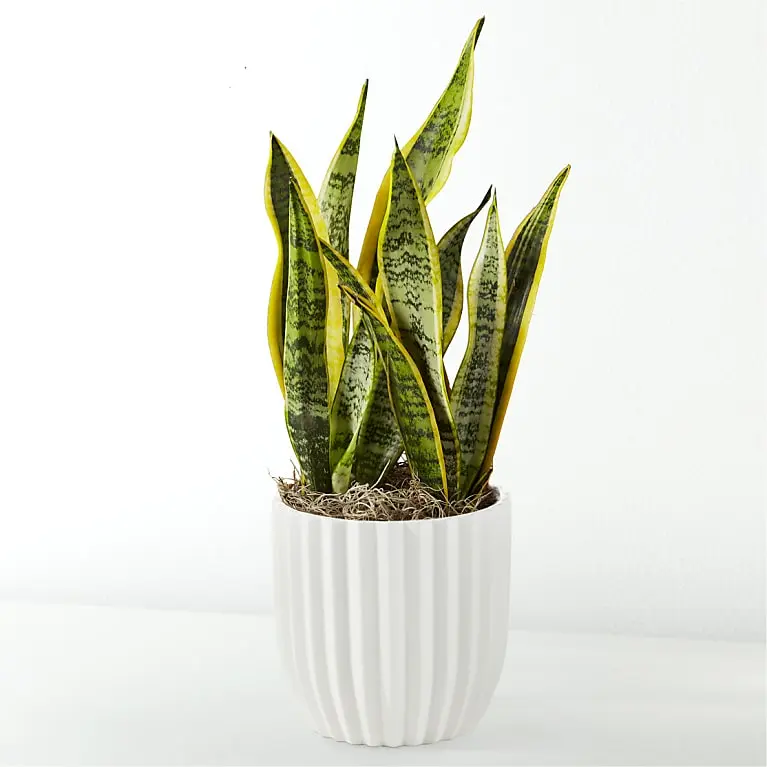 Snake Plant