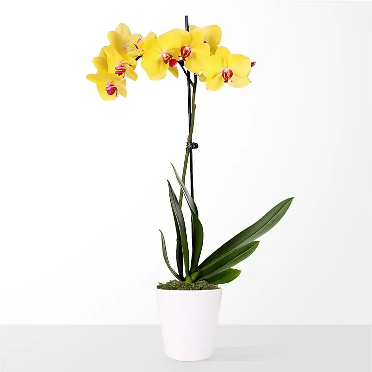 Sunshine Yellow Orchid