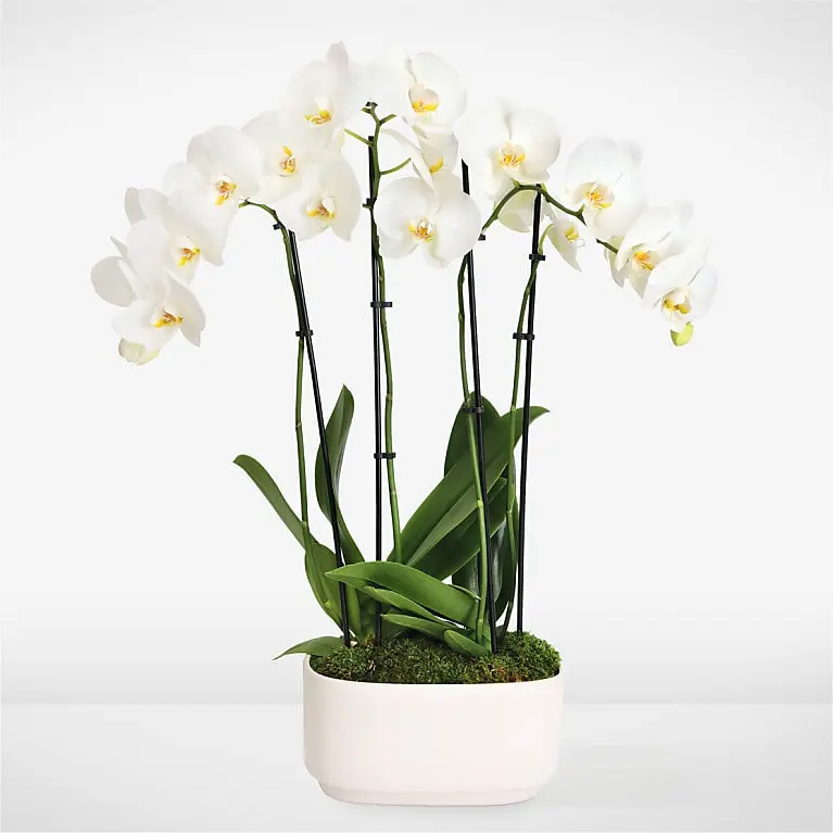 Simple Beauty White Orchid Garden