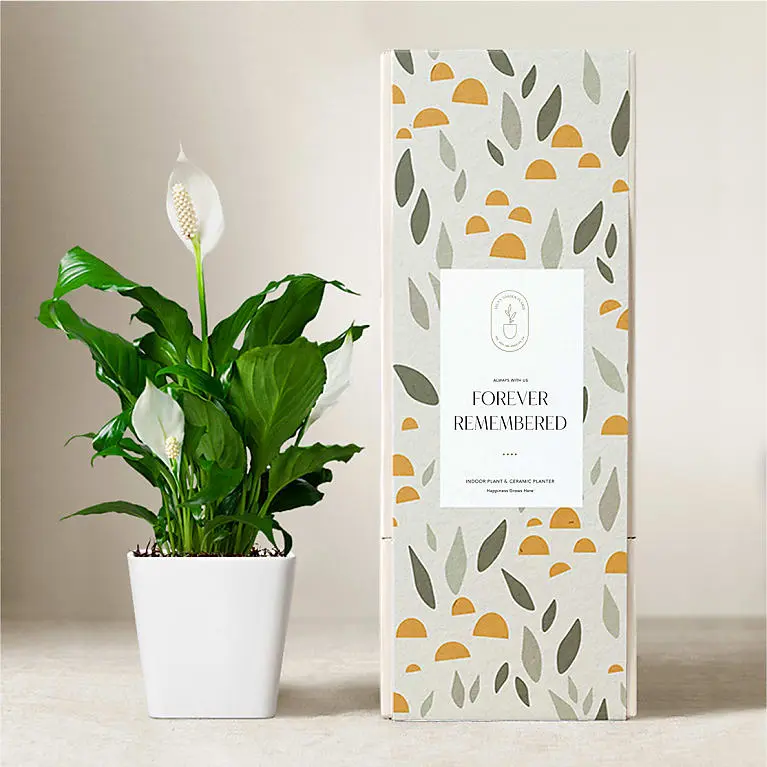 Lula's Garden Peace Lily Plant - Forever Remembered