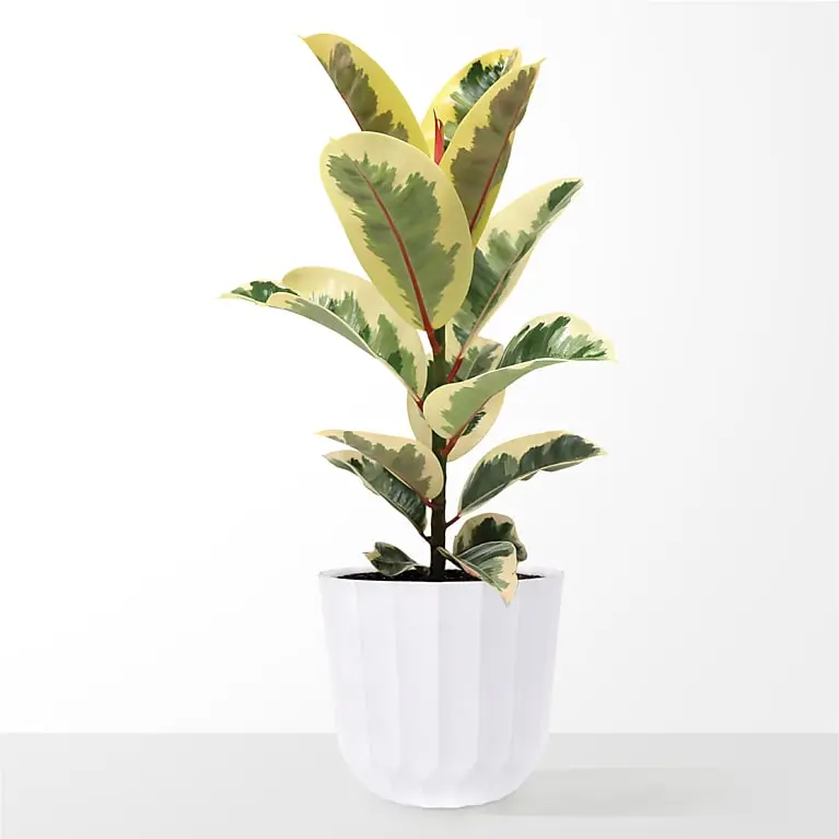 Large Ficus Elasitca Tineke Plant