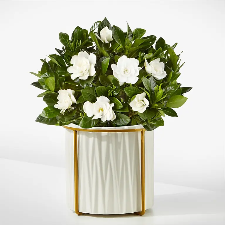 8" Fragrant Gardenia Plant