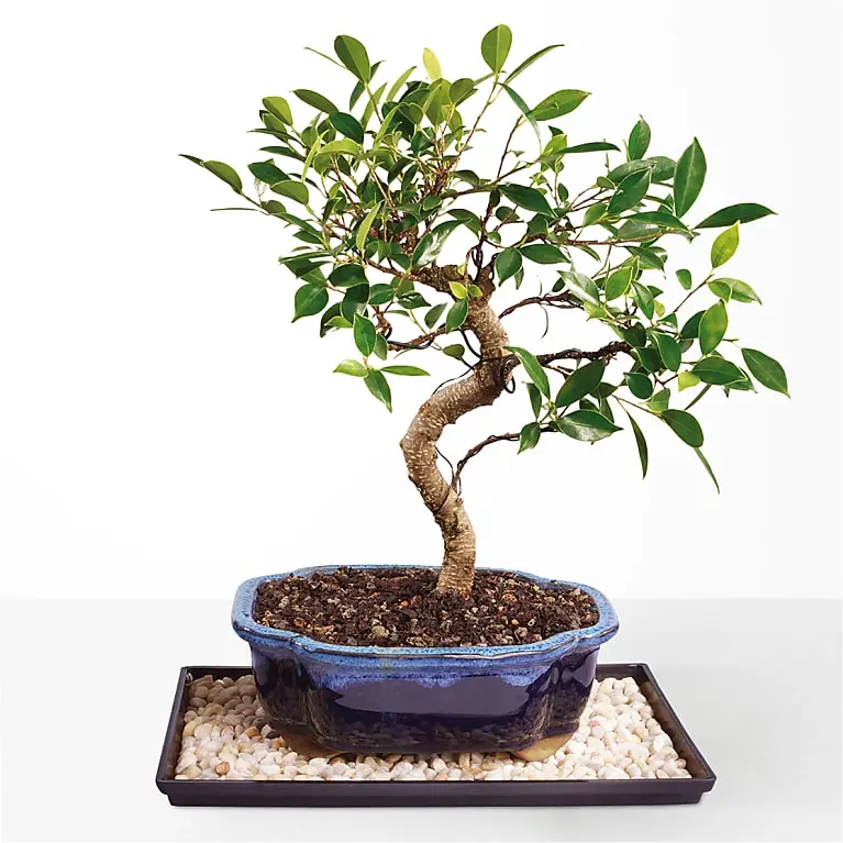 Golden Gate Ficus