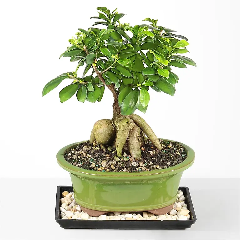 Gensing Grafted Ficus
