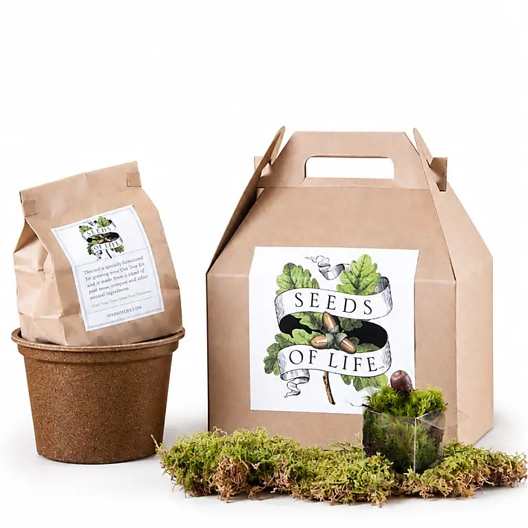 Oak Tree Growing Kit