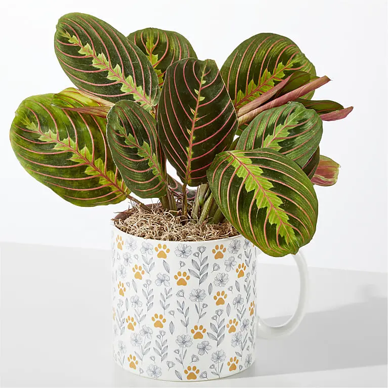 Pet Mug Prayer Plant