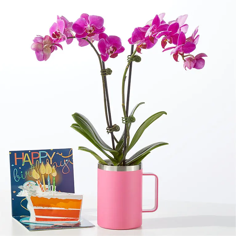 Birthday Bloom Orchid