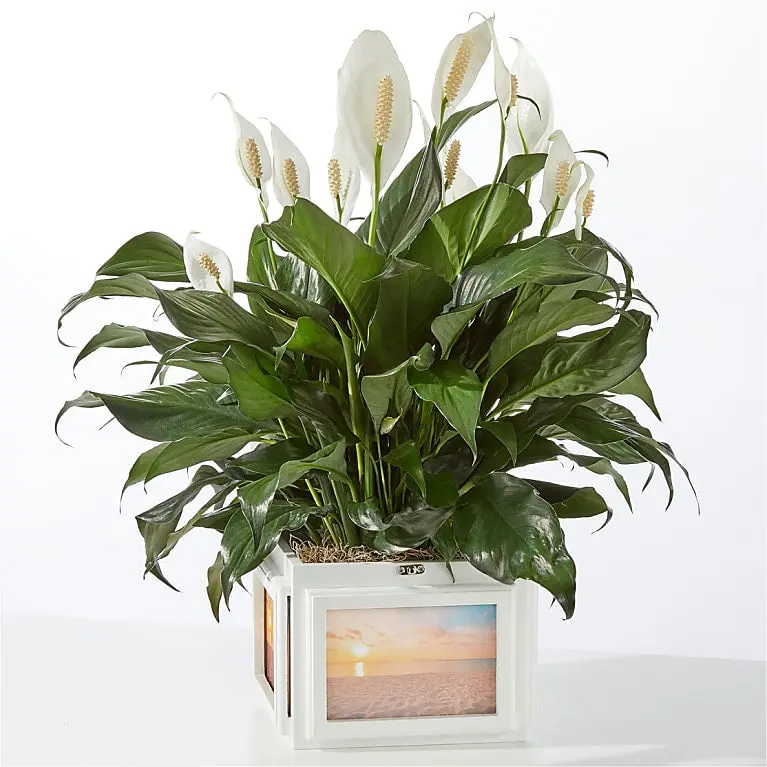 Peace Lily Keepsake Box