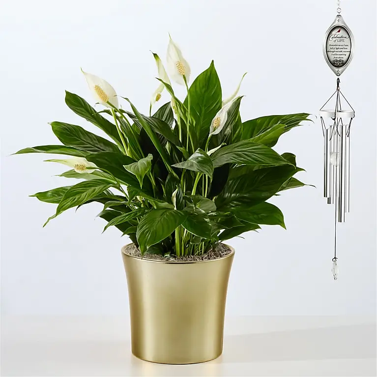Comfort Bloom Peace Lily & Celebration of Life Wind Chime