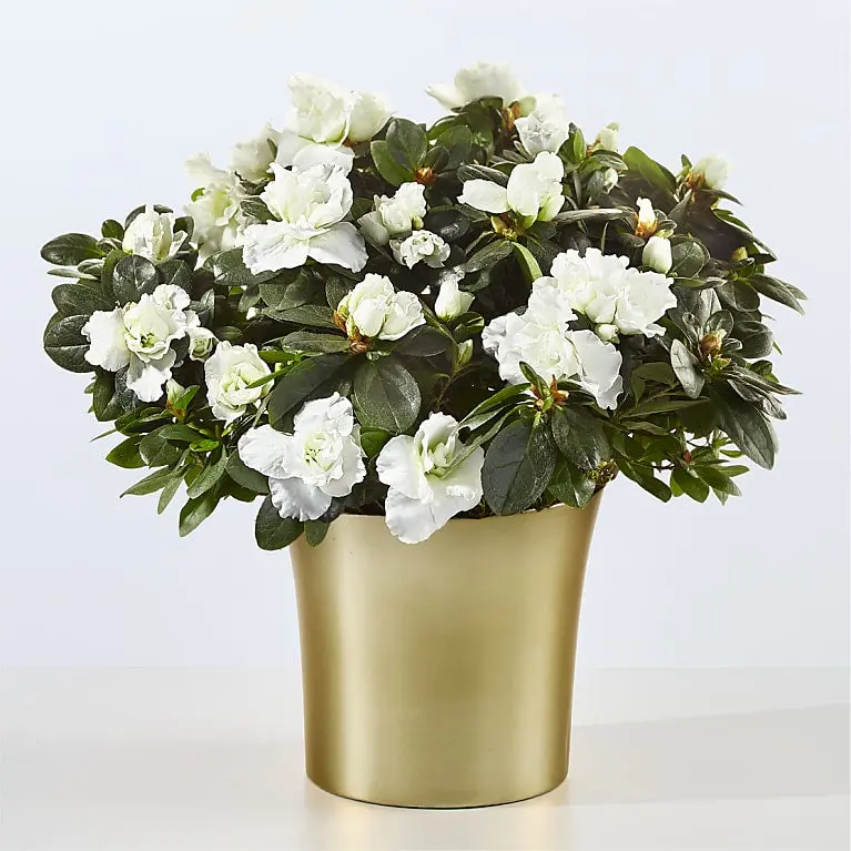 Savor Every Moment White Azalea