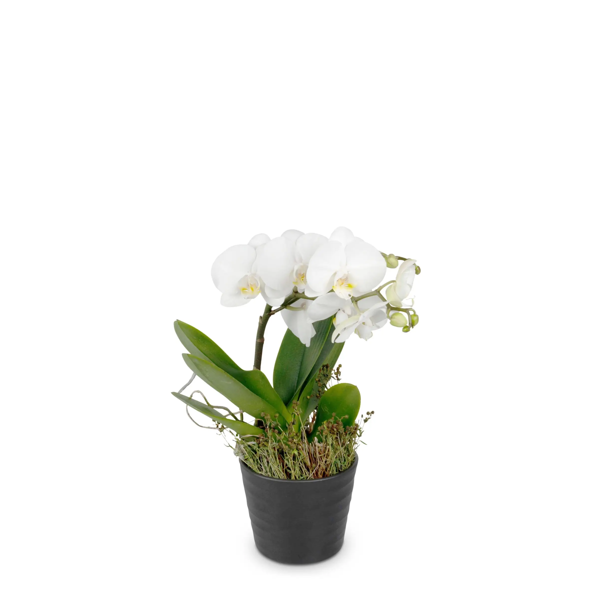 Indoor plant 'White Dream' orchid