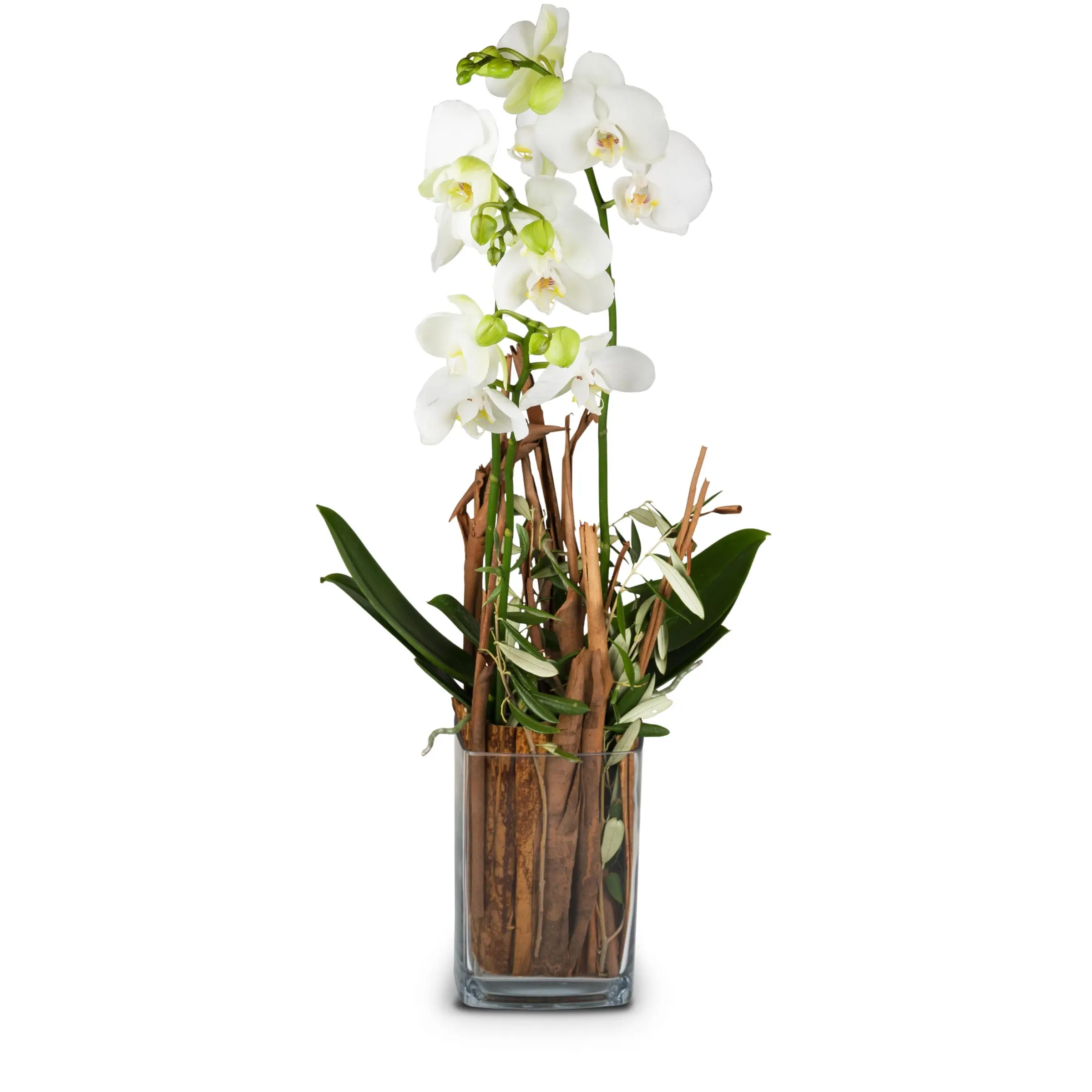 Indoor plant 'Magic' orchid in vase