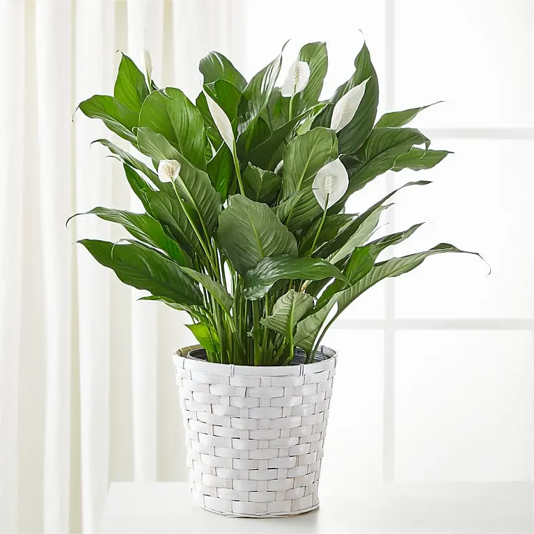 A New Leaf Peace Lily